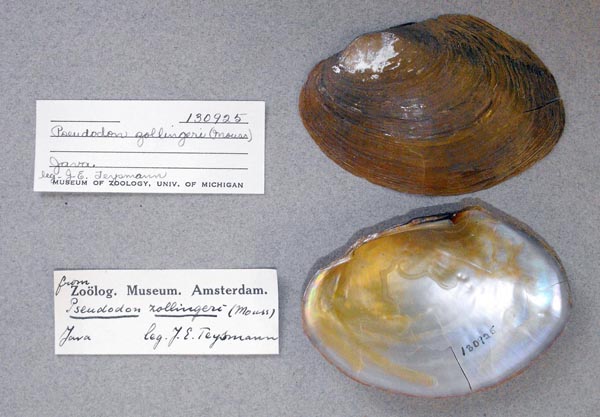 specimen