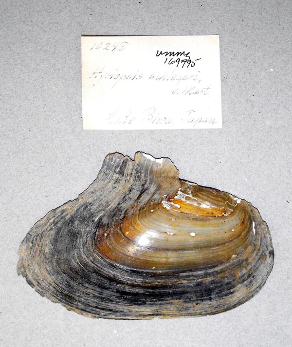 specimen