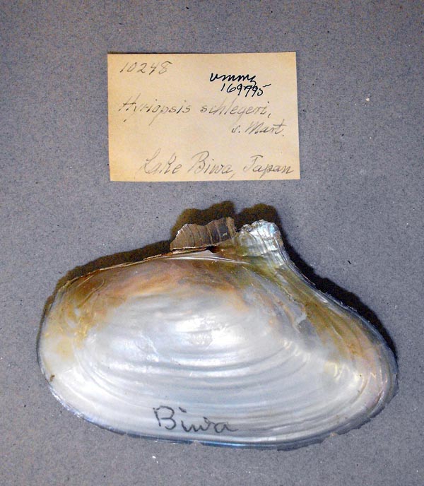 specimen
