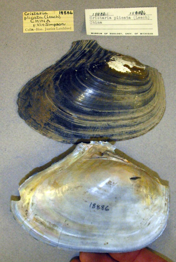 specimen