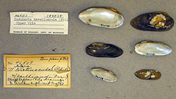 specimen