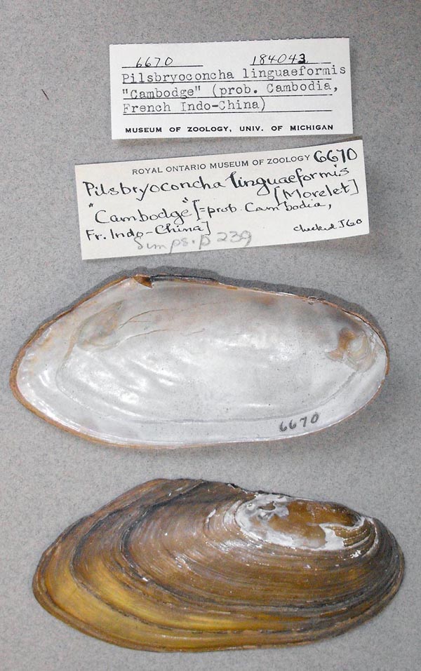specimen