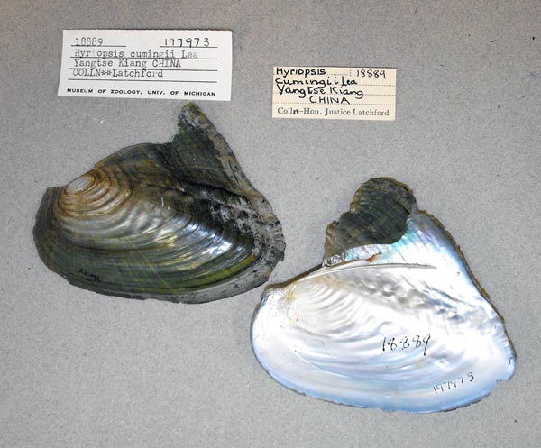 specimen