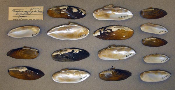 specimen