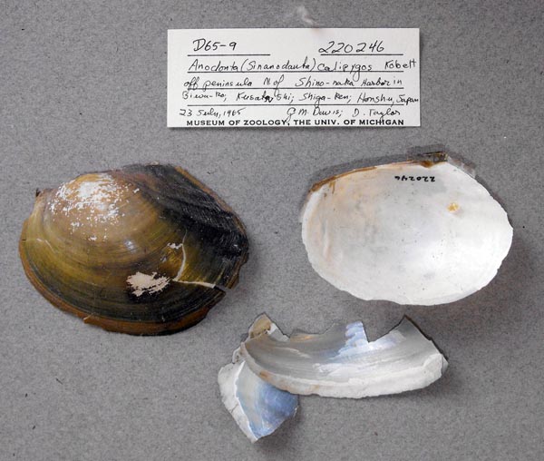 specimen