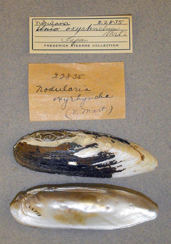 specimen