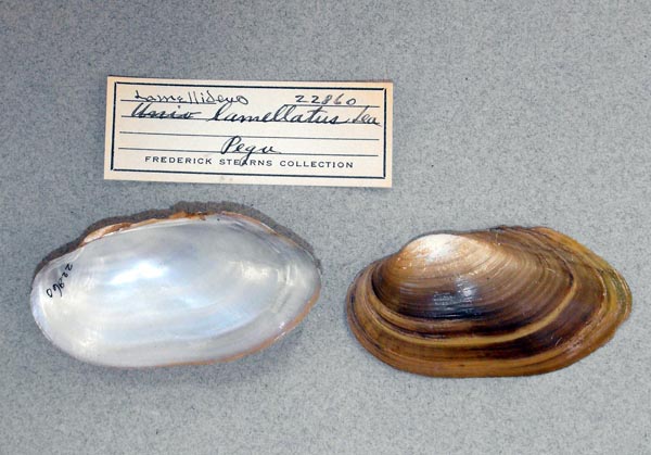 specimen