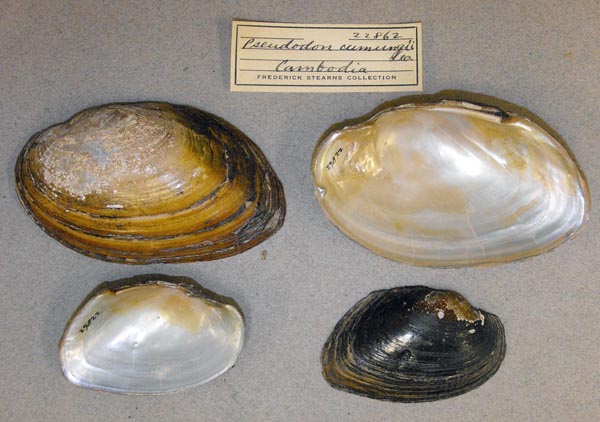 specimen