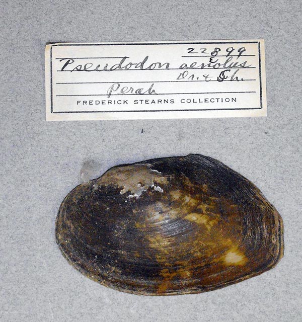 specimen
