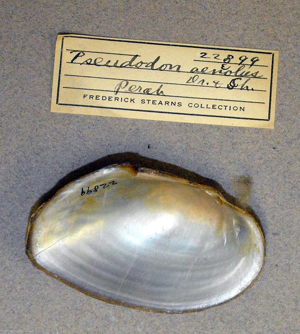 specimen