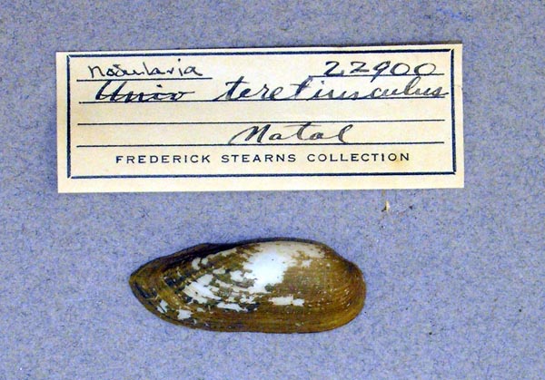 specimen