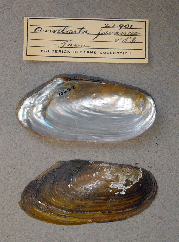 specimen