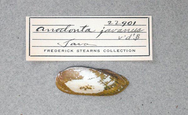 specimen