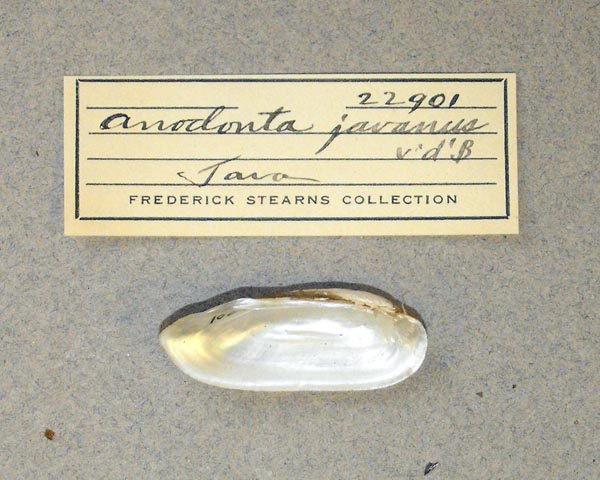 specimen