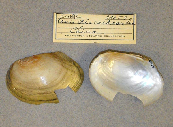 specimen
