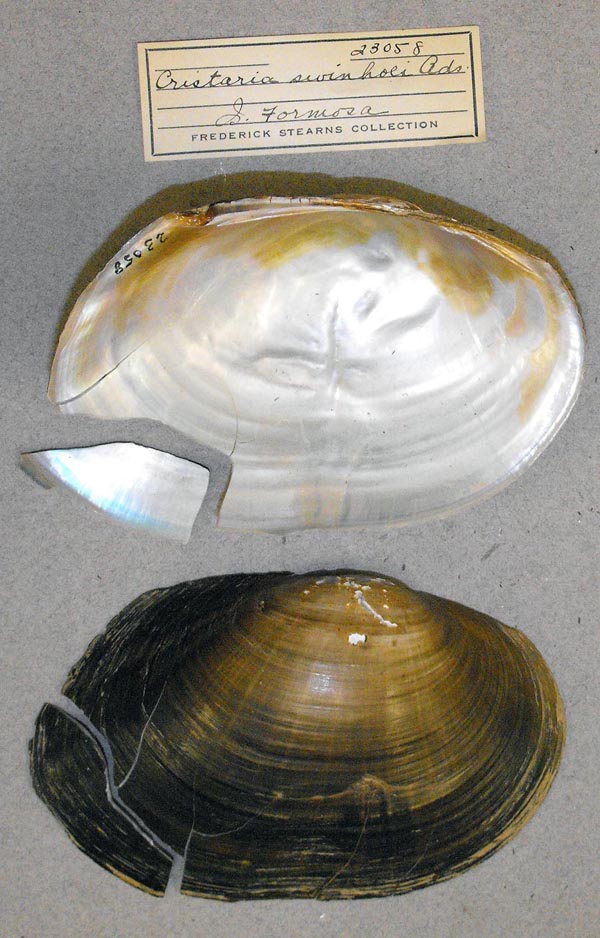 specimen