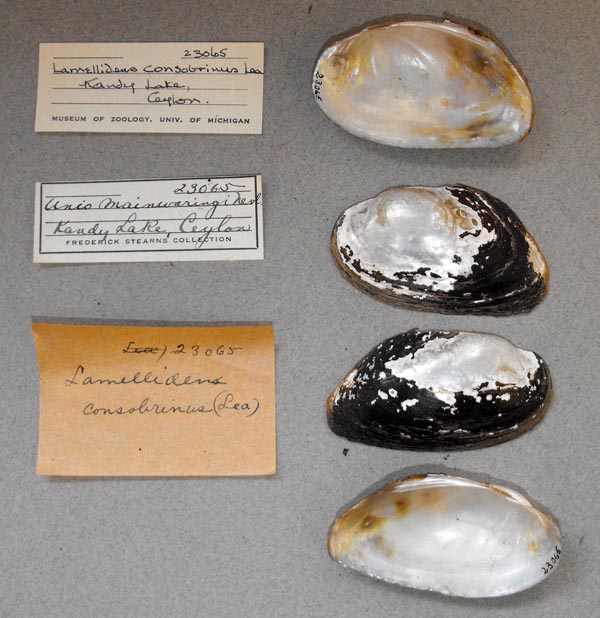 specimen