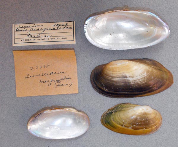 specimen