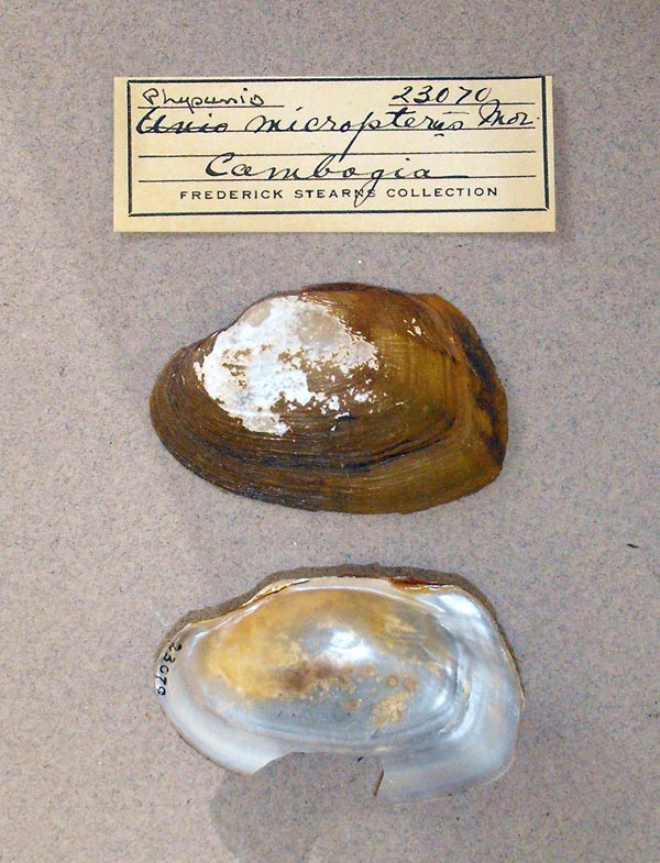 specimen