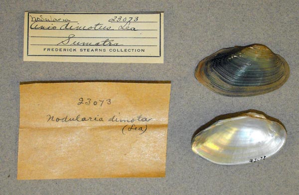 specimen