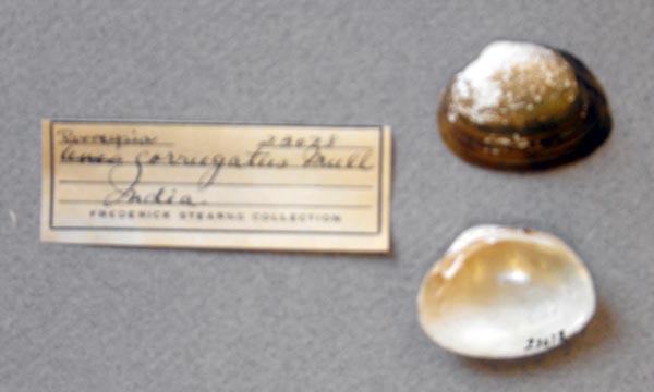 specimen