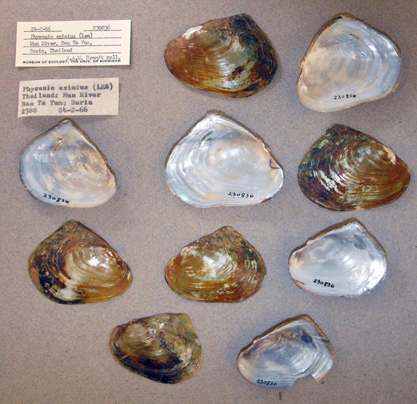 specimen