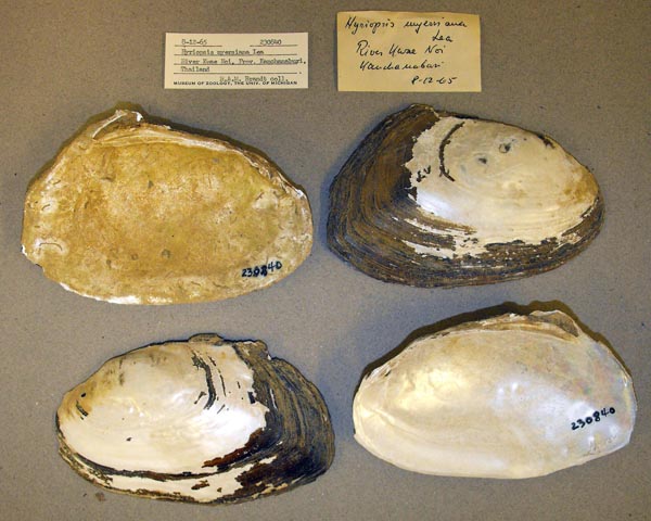 specimen