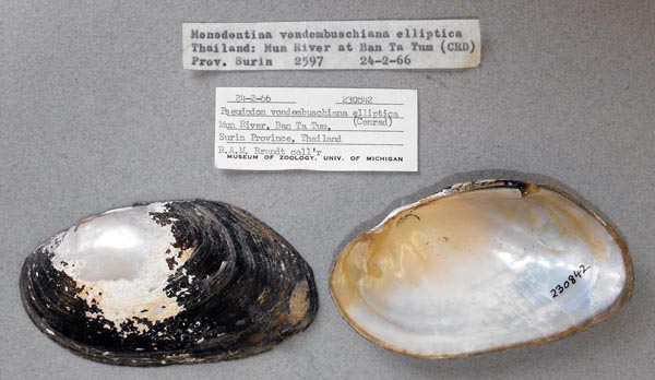 specimen