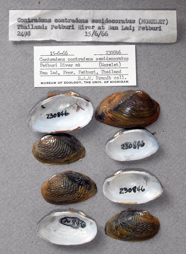 specimen