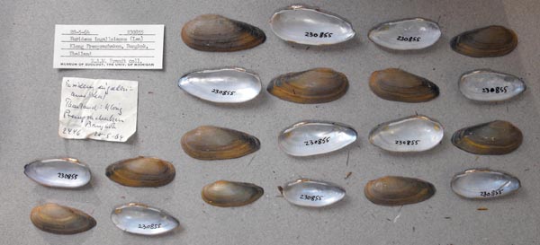 specimen