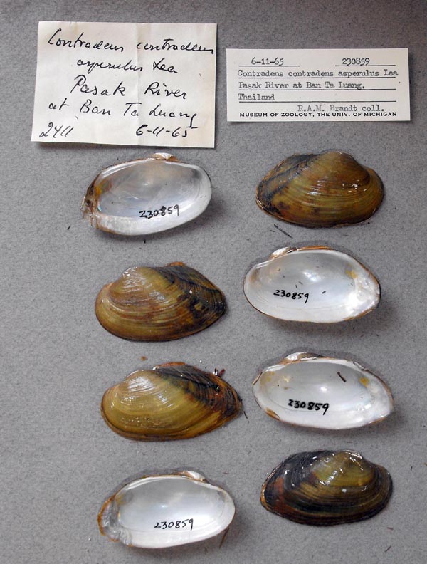 specimen