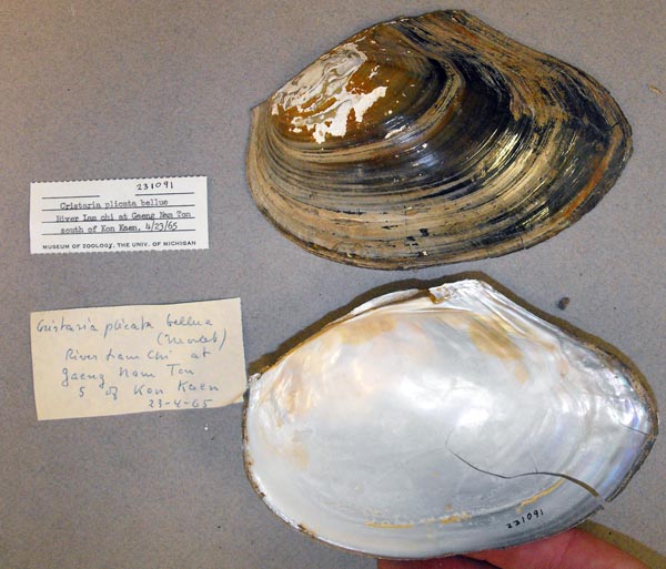 specimen