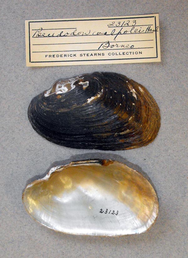 specimen