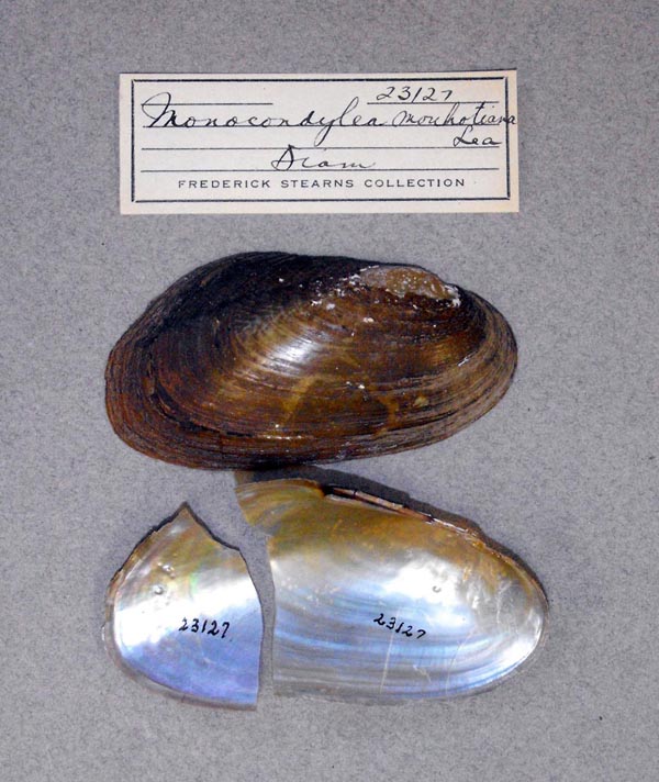 specimen