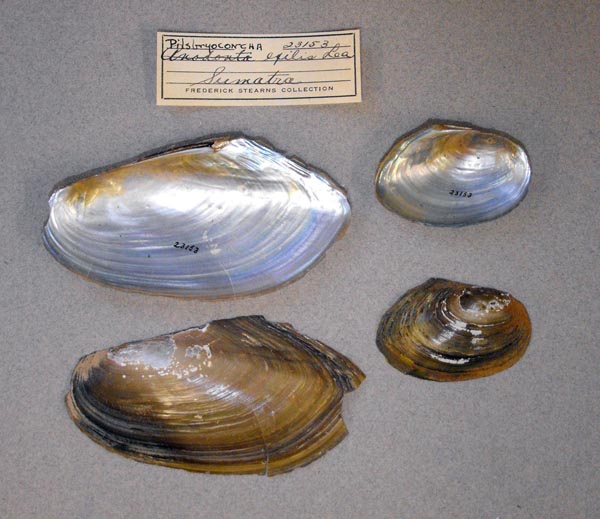 specimen