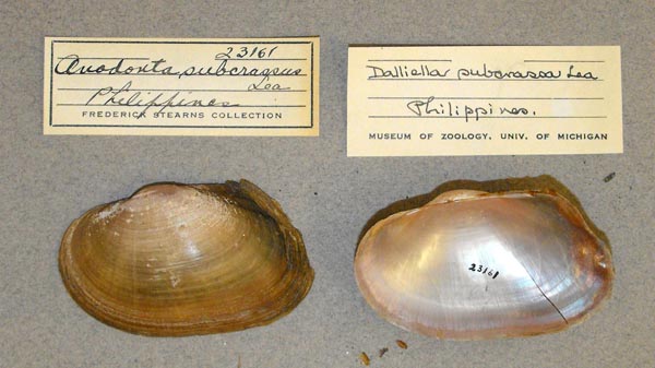 specimen