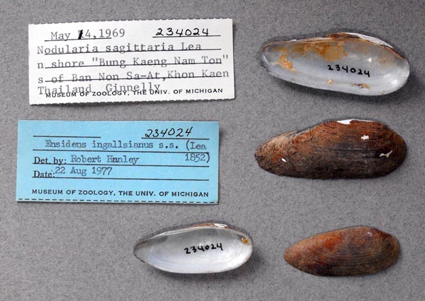 specimen