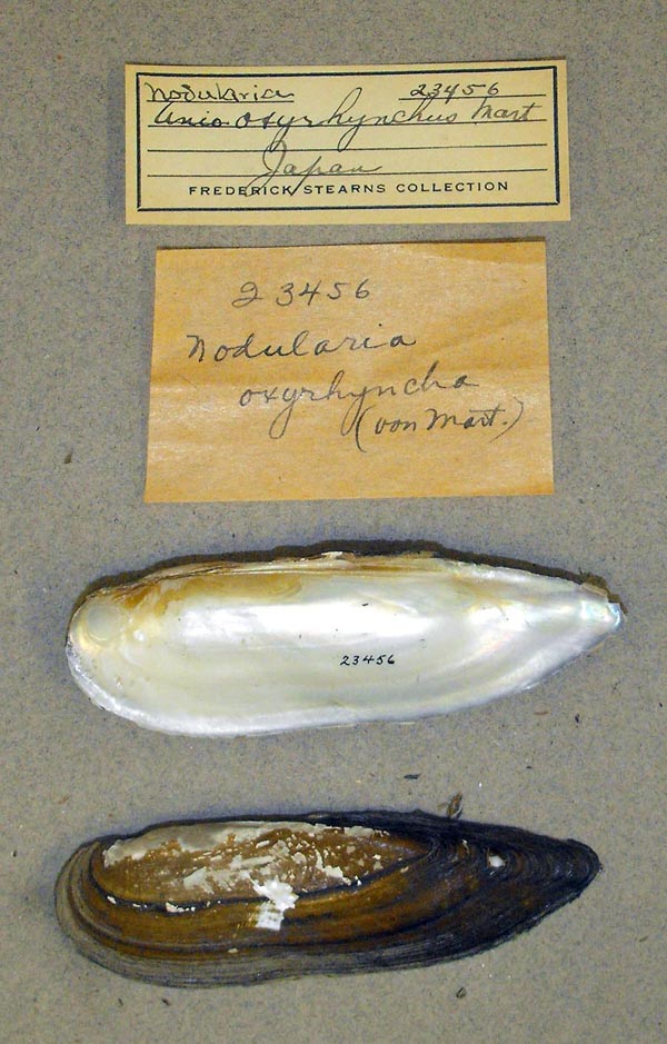 specimen