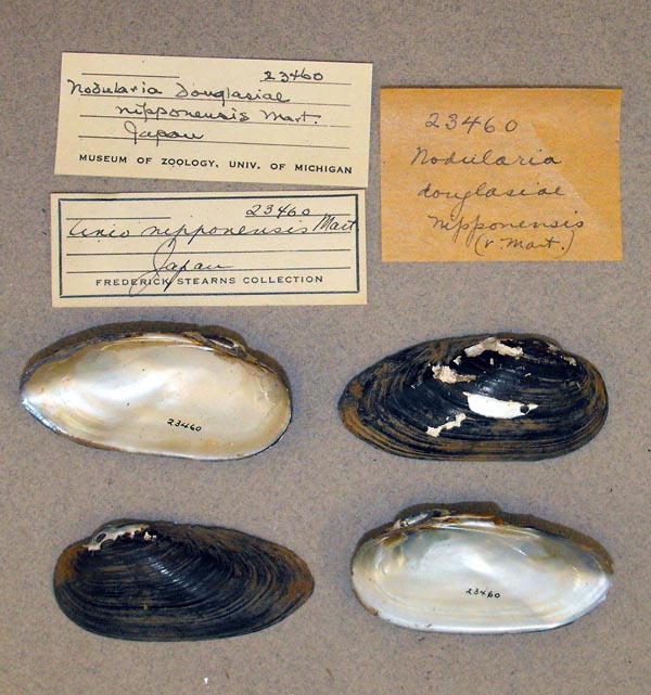 specimen