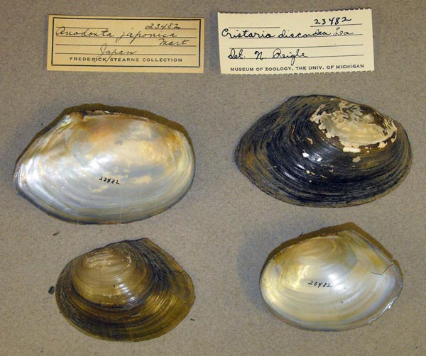 specimen