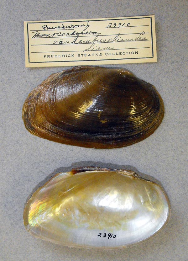specimen