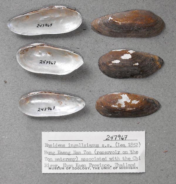 specimen