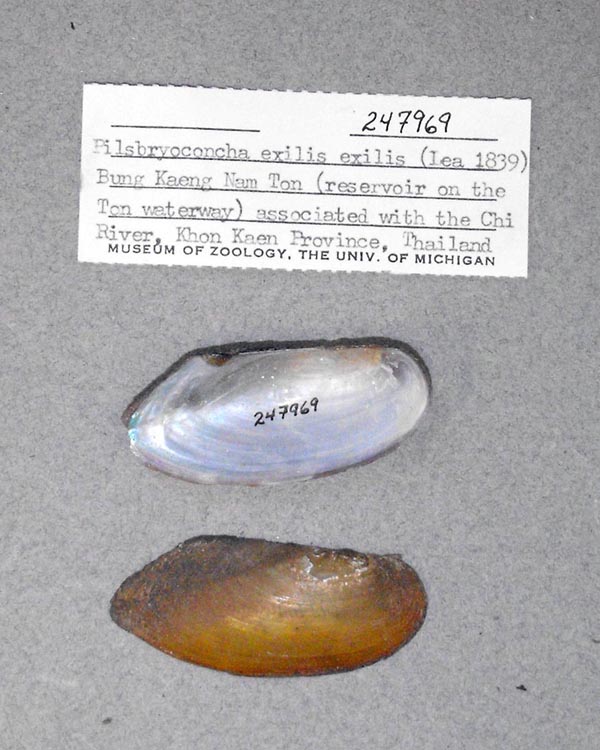 specimen