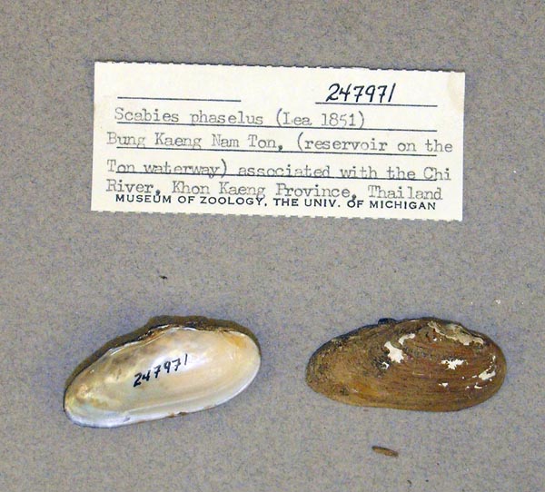 specimen