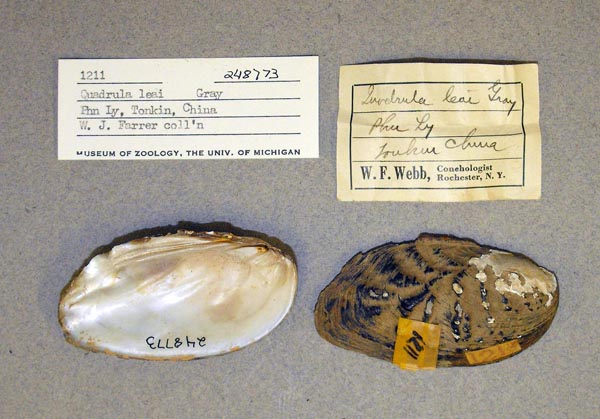 specimen
