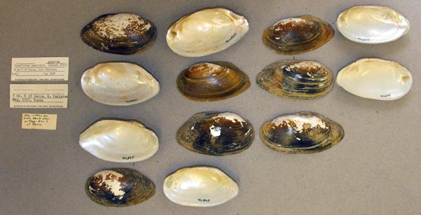 specimen