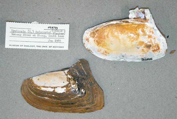 specimen