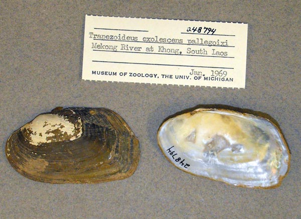 specimen