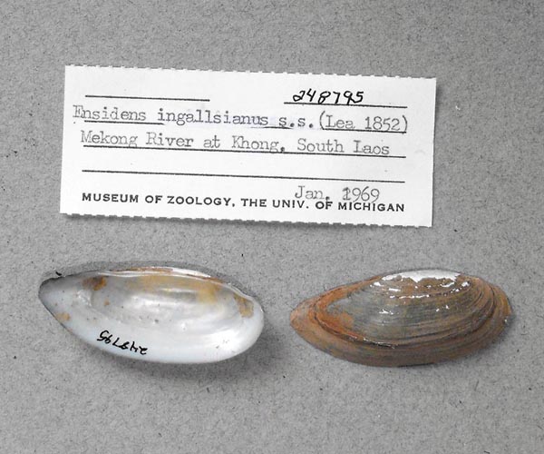 specimen