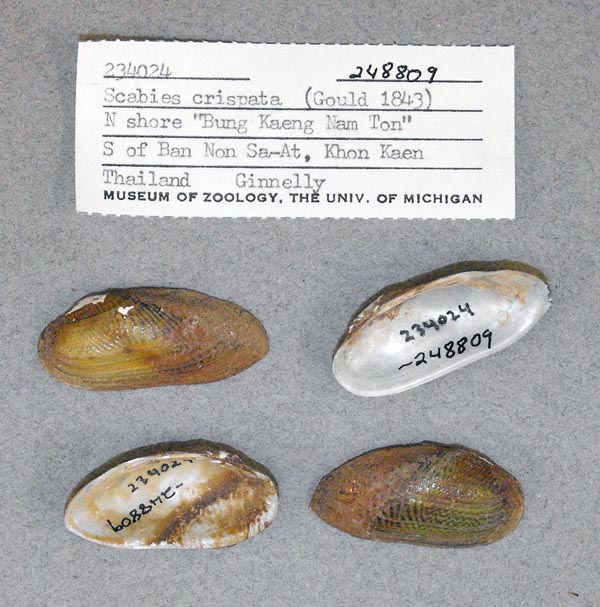 specimen